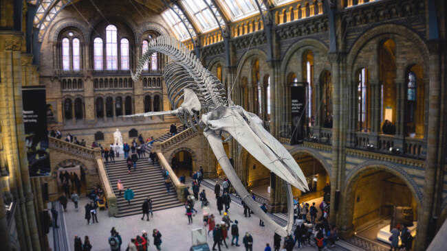 Natural History Museum 