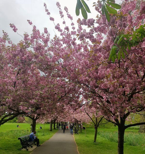 Greenwich park