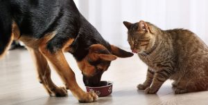 Dog and cat eating