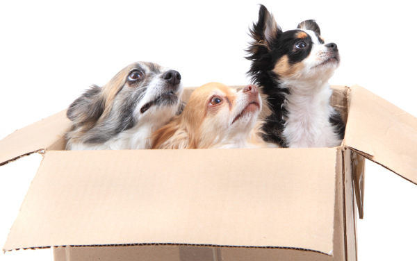 Three dogs in a paper box